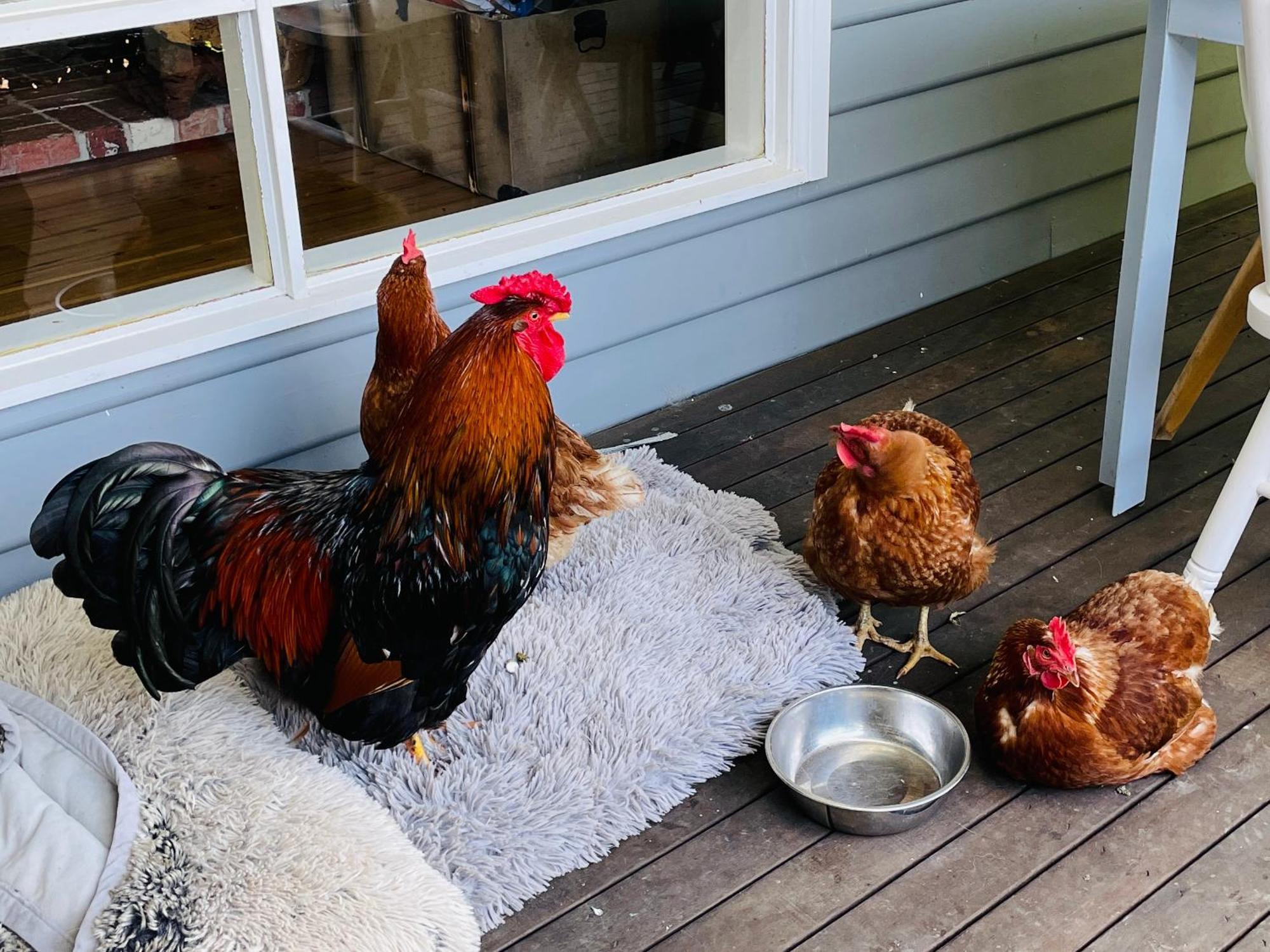 Farm Stay Maple Cottage At Wilindi Estate Tyabb Extérieur photo