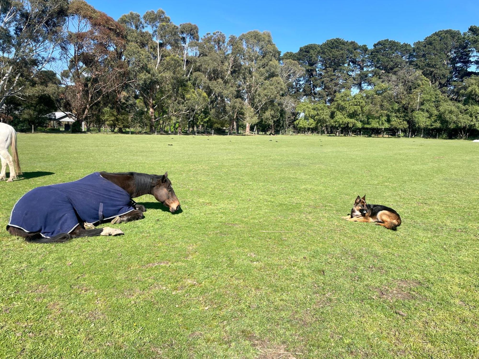 Farm Stay Maple Cottage At Wilindi Estate Tyabb Extérieur photo